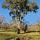 Photo de chêne liège sur les crêtes du Massif des Maures