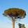 Photo d'un pin parasol dans la Plaine des Maures