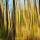 Photo abstraite d'une forêt d'eucalyptus en Haute Corse