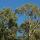 Photo de houppiers d'eucalyptus dans la forêt du Massif des Maures