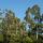 Image d'une forêt d'eucalyptus dans le Massif des Maures