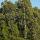 Photo d'eucalyptus dans le Massif des Maures