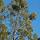 Image d'un eucalyptus sur fond de ciel bleu - Massif des Maures