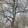 Photo d'un chêne sous la neige sur la montagne du Vuache en Haute Savoie