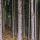 Photographie de troncs de conifères dans une forêt de montagne en Haute Savoie