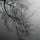 Photographie de branches de chênes se découpant dans le brouillard.