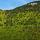 Photo de la forêt de montagne de la Valserine avec un mélange de feuillus et de conifères