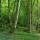 Photo de la forêt le long du Chéran dans le Massif des Bauges