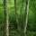 Photo d'arbres dans la forêt au bord de la rivière du Chéran dans le Massif des Bauges