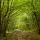 Photographie d'un chemin en sous bois en Haute Savoie