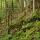 Photographie de la forêt de montagne de la vallée de la Valserine dans le Parc Naturel Régional du Haut Jura