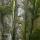 Image en gros plan de troncs moussus dans la forêt de montagne de la Valserine