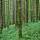 Photographie d'un alignement de troncs rectilignes dans la forêt de la Valserine