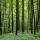 Photo de la forêt de la Valserine