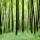 Photo d'arbres fantômes dans la forêt de la Valserine