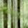 Image de silhouettes fantomatiques dans la forêt de la Valserine
