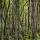 Image d'une forêt dense de feuillus dans la vallée du Rhône en Haute Savoie