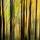 Image abstraite de silhouettes d'arbres en automne dans la forêt de la Valserine