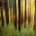 Image abstraite de la forêt de la Valserine en automne