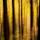 Photographie abstraite de silhouettes d'arbres en automne dans la forêt de la Valserine