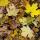 Photo de feuilles d'automne sur le sol de la forêt en Haute Savoie