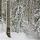Image de la forêt de la Valserine sous la neige dans la Parc Naturel Régional du Haut Jura