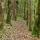 Photo d'un chemin dans la forêt du Parc Naturel Régional du Haut Jura