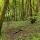 Photographie de la forêt des bords du Rhône au printemps