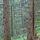 Photo de troncs de conifères dans la forêt de montagne du Col de la Forclaz
