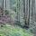 Photographie de conifères dans la forêt de montagne du Cold de la Forclaz