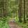 Photographie d'une piste forestière dans la forêt de Champfromier, Parc Naturel Régional du Haut Jura