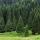 Image d'une forêt de conifères sur les bords du lac de Vallon dans le Chablais