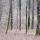 Photo d'arbres dans la forêt du Val des Usses près de Frangy en Haute Savoie