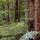 Photographie de troncs dans la forêt à Poisy en Haute Savoie
