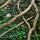 Image de vieilles branches sur le sol de la forêt à Arcine, Haute Savoie