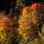 Photo des couleurs flamboyantes de l'automne en Haute Savoie