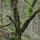 Photo de la fourche d'un vieil arbre recouverte de mousse