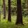 Photo de troncs de conifères dans la forêt de printemps