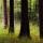 Image de forêt au printemps avec léger effet de filé