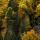 Image de feuillus et de conifères en automne dans les montagnes du Chablais