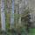 Photo de peupliers alignés dans la forêt domaniale de Chautagne