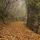 Photo de brume et de feuilles d'automne le long d'un chemin en sous bois