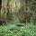Photo du printemps verdoyant dans la forêt qui borde la Valserine à Châtillon en Michaille