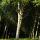 Photo d'une forêt de peupliers en Chautagne