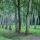 Photo de troncs de peupliers alignés dans la forêt domaniale de Chautagne