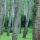 Photographie de troncs de peupliers en Chautagne