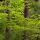 Photo de feuilles de hêtre et de troncs de conifères dans la forêt en Haute Savoie