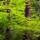 Photo de troncs de conifères entourés de feuilles de hêtre éclatantes
