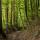 Photographie d'un chemin en sous bois dans la forêt de Chilly en Haute Savoie