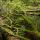 Photo d'arbres tombés au sol et recouverts de mousse dans la forêt de Chilly
